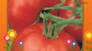 Томат Соната F1. Краткий обзор, описание характеристик, где купить семена solánum lycopérsicum