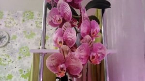 Домашнее цветение орхидеи Фантом