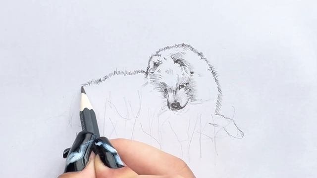 Самоедская Собака-Одна из Самых Дружелюбных и Любвеобильных Пород!Рисуем Карандашом!Легко и Просто!