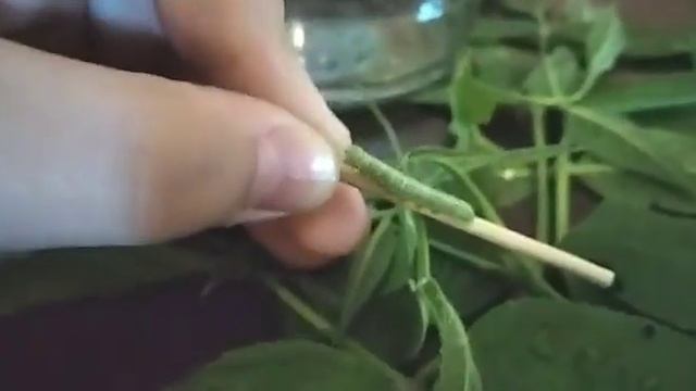 У меня дома живёт гусеница (часть 4) смотреть онлайн