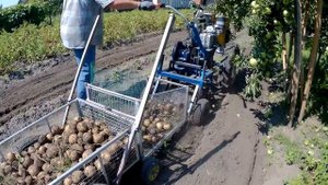 Супер сбор урожая картофеля. Модернизация мотоблокопоезда: сам копает, собирает и везет.