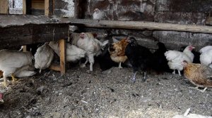 Массовый падеж кур 2019