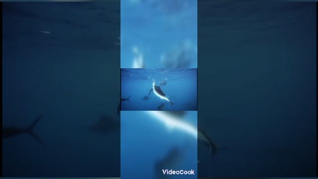 одни из самых быстрых обитателей на планете смотреть онлайн