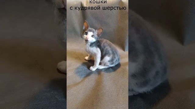 хочешь... смотреть онлайн