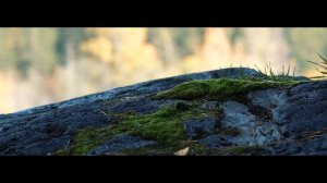 Природа Карелии осенью (октябрь), окрестности Лумиваары