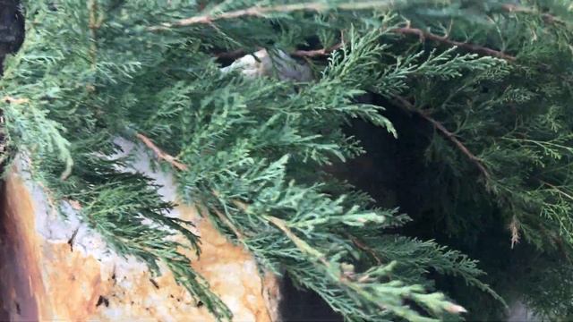 Рокарий в деталях под фортепьяно смотреть онлайн