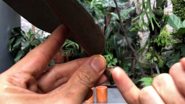 Ficus elastica (rubber tree) burgundy care and propagation (in water and soil) with updates!
