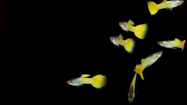 Гуппи самцы желтые германские смотреть онлайн