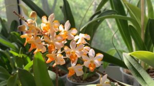 Ascocentrum miniatum x Doritis pulcherrima