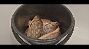 РЫБАЛКА НА КАРАСЯ И КРАСОТА ПРИРОДЫ.