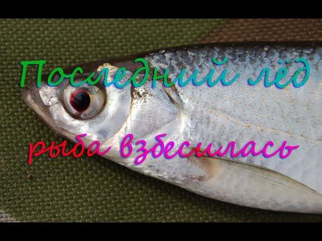 РЫБА ВЗБЕСИЛАСЬ|ПОСЛЕДНИЙ ЛЁД|Сорога,окунь и море УКЛЕЙКИ|Попал под дождь| смотреть онлайн