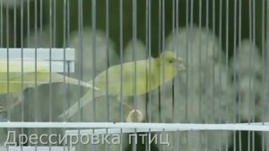 Пение канарейки Певчий кенар Как поет канарейка обучение / Singing canaries canary singing, sounds
