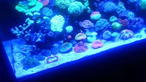 The best looking shallow reef tank ever!