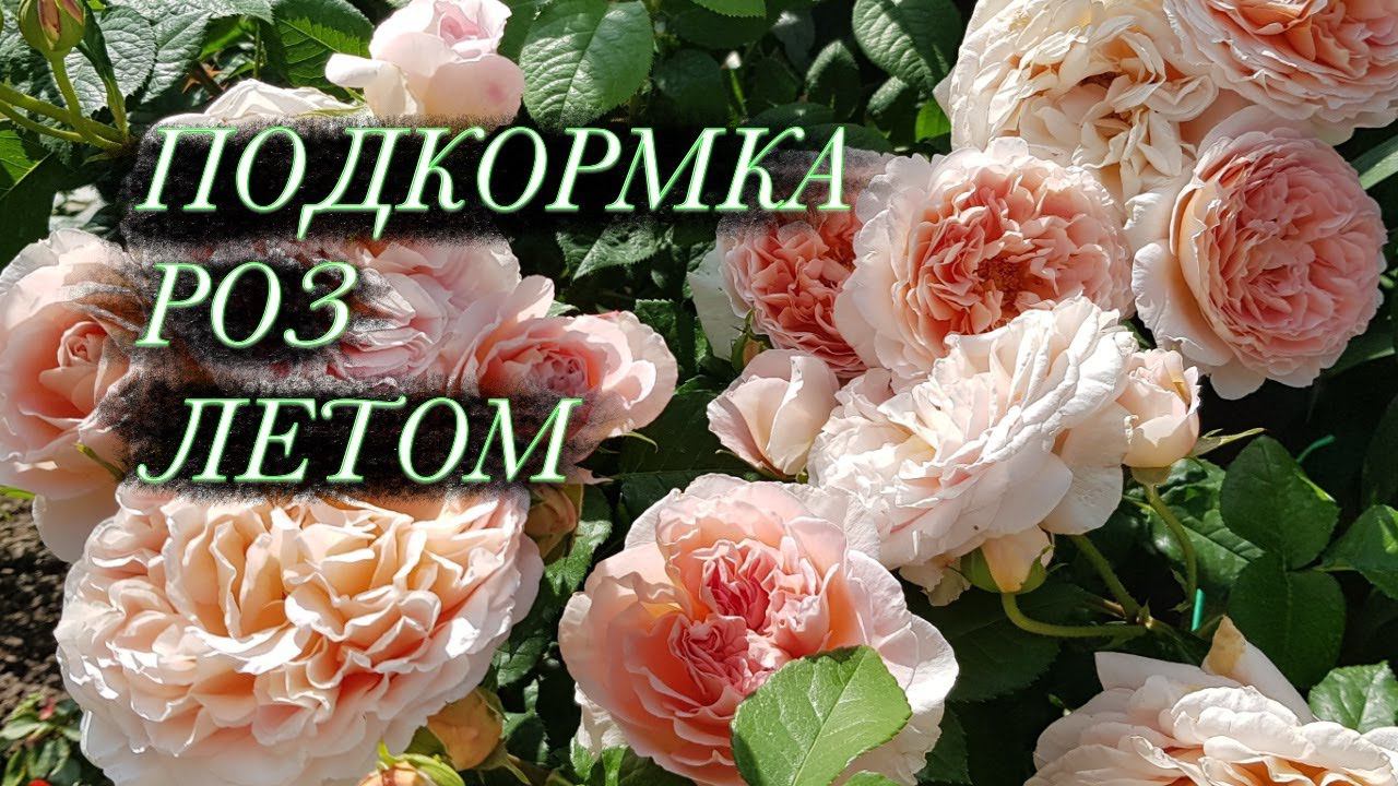 Чем подкормить РОЗЫ ЛЕТОМ после обрезки. ПЫШНОЕ ЦВЕТЕНИЕ ГАРАНТИРОВАННО