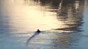 ГАДЖИЕВО 24 дивизия