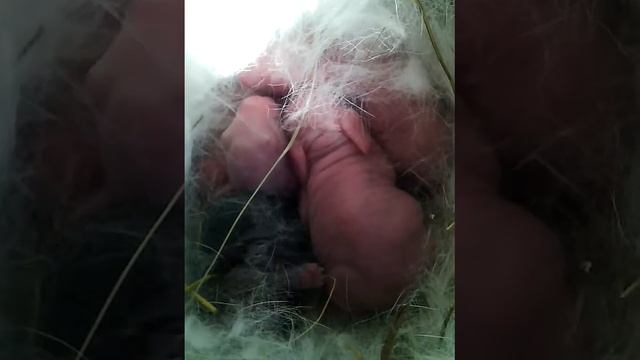 Новорожденные крольчата! Первые минуты жизни.