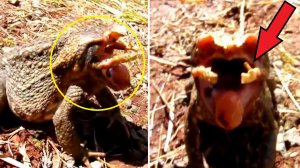 Девушка заметила в траве существо со странной головой! Такого вы точно не видели!