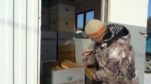Ежегодная смена матки с помощью изолятора.