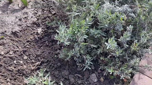 Успейте обрезать ЛАВАНДУ для максимально ПЫШНОГО ЦВЕТЕНИЯ. Как РАЗМНОЖИТЬ лаванду