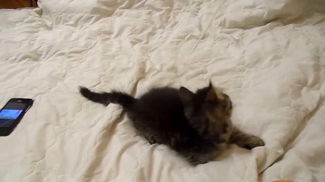 котёнок чёрный мрамор ждёт своих хозяев :) смотреть онлайн