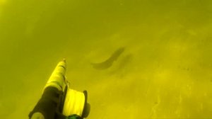 Сом, белый амур. Подводная охота на Волге. Волгоград.