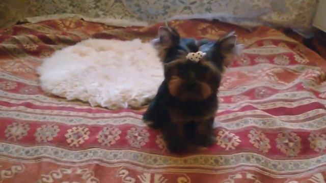 Щенок йоркширского терьера 3 месяца смотреть онлайн