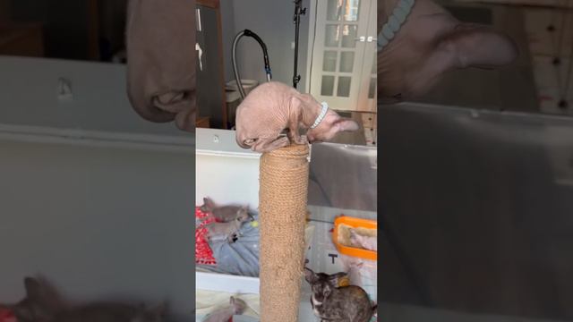 Котята корниш-рекс #котики #корнишрекс #любовь #кудрявыекошки #безкотаижизньнета #милота