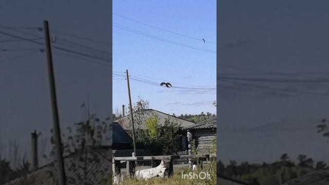 Кршун Петруха, девятая неделя.