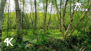 Relaxing Nature Sounds on the bank of a Mountain River