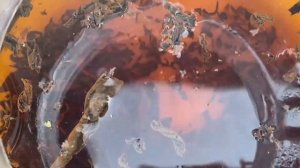 Завариваем Черный чай "Кенийский FOP"