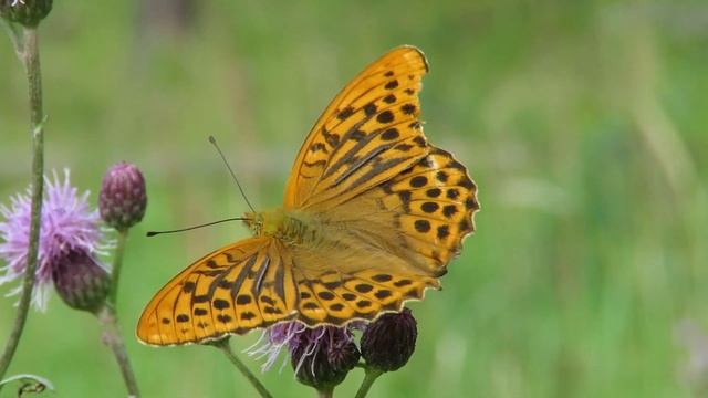 Бабочка Перламутровка большая лесная, Silver washed fritillary смотреть онлайн