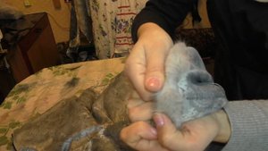 Какпришить подклад к шубе