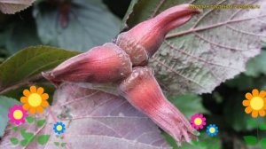 Лещина обыкновенная Максима Пурпурея. Краткий обзор, описание corylus avellana Maxima Purpurea
