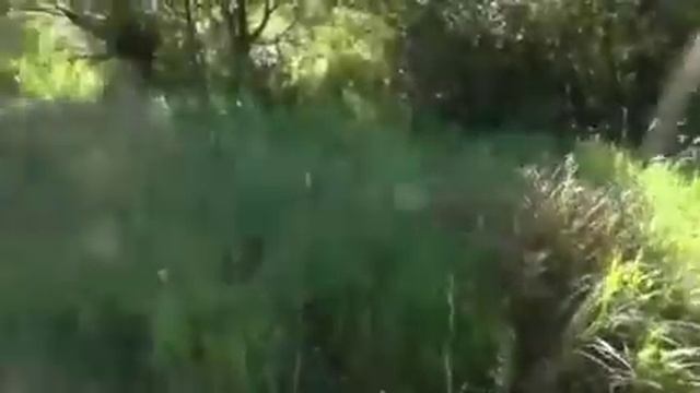 Тульская область, Веневский район. Просто прогулка по окрестностям 15.08.2015 (воспоминание). смотреть онлайн