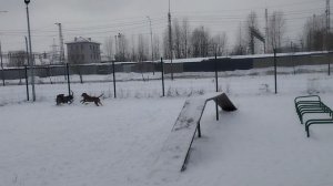 Питбули Ада , Сайта & Чибо Абхазович Кибальчич