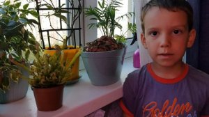 Хищная ромашка Саррацения пситацина