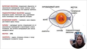 Строение куриного яйца для ЕГЭ/ОГЭ по биологии