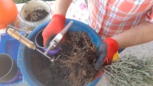 Чтобы лаванда хорошо росла, надо правильно подготовить грунт.