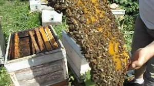 как сделать отводок на плодную матку от роевой семьи