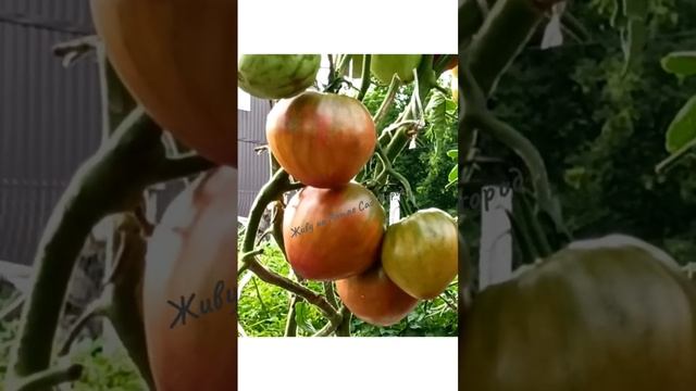 Самый красивый и вкусный томат сезона смотреть онлайн