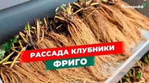 Рассада клубники фриго. Хранение, продажа