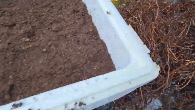 Маточный корень малины Энросадира смотреть онлайн