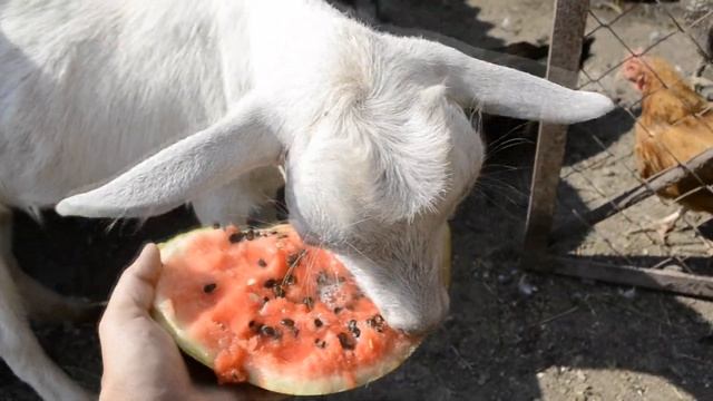 Сделал навес и калитку в хоз дворе. Отчет за неделю. смотреть онлайн