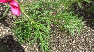 Шикарный пион "Алтайский ранний"