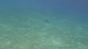 Turtles Marsa Alama Черепахи Марса алама