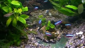 Аквариум. Красный неон