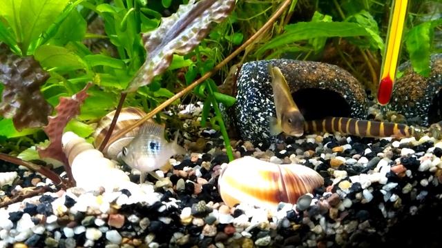 Апистограмма Рамирези (Бабочка). Новые жильцы общаги #125. смотреть онлайн