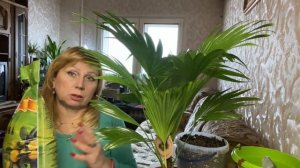 ПЕРЕСАЖИВАЕМ ПАЛЬМУ ЛИВИСТОНА