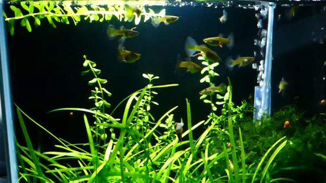 Bacopa Monnieri (Plant propagation) смотреть онлайн