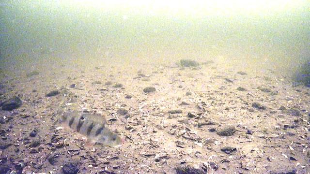 Окунь спланировал за мотылем #Яново #fish #fishing #perch #рыбалка #подводныймир #окунь #мормышка смотреть онлайн